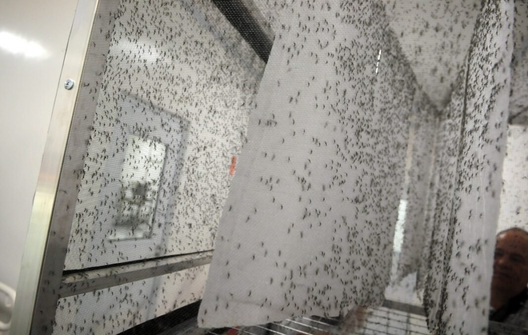 dengue