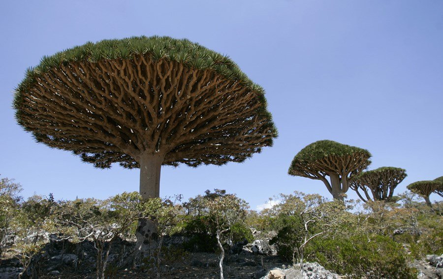 dragoneiros-em-socotra-28102640739038