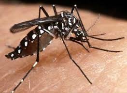 Com 19 confirmações em 2019, Piracicaba já supera nº de casos de dengue de todo ano passado